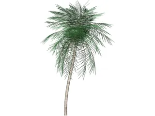 Palm Tree Tall 3D Model