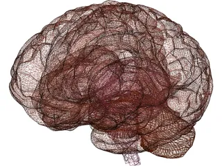 Brain 3D Model