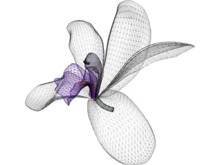 Orchid 3D Model