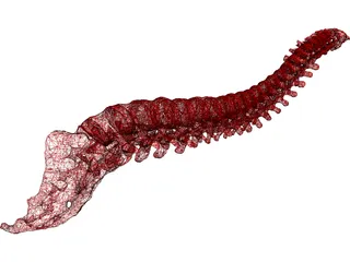 Vertebral Column 3D Model