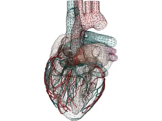 Heart with Internal Parts 3D Model