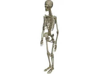 Skeleton Female 3D Model