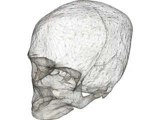Skull Detailed 3D Model