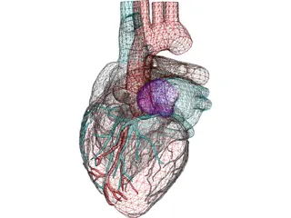 Heart 3D Model