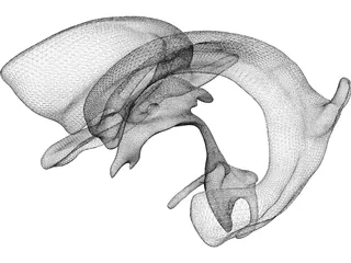 Brain Ventricle 3D Model