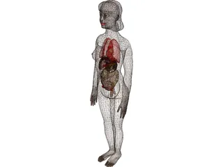 Woman [+Internal Organs] 3D Model