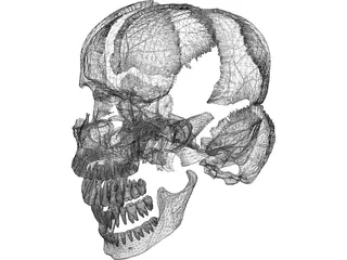 Skull Articulated 3D Model