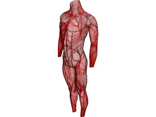 Surface Muscles 3D Model