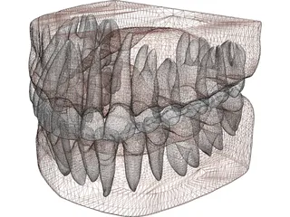 Teeth, Roots, Gums 3D Model