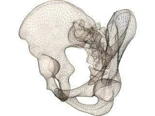 Pelvis Male 3D Model