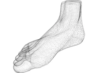 Foot 3D Model