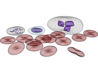 Blood Cells 3D Model