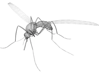 Mosquito 3D Model