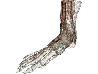 Ankle 3D Model