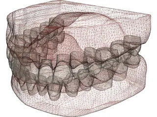 Teeth and Gums 3D Model