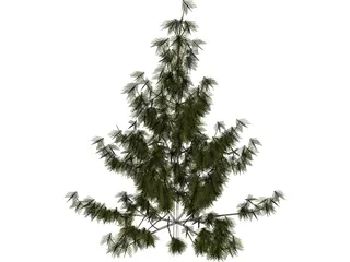 Bhutan Pine 3D Model