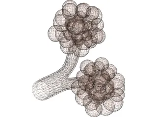 Alveoli 3D Model