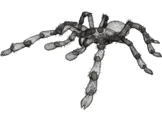 Tarantula 3D Model