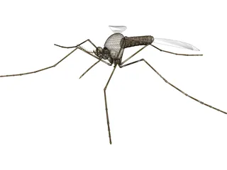 Mosquito 3D Model