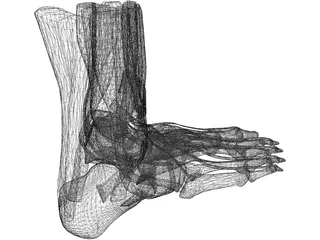 Human Leg 3D Model