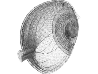 Human Eye Cross Section 3D Model