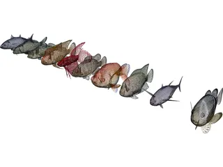 Fish Collection 3D Model