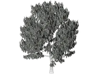 Acacia Tree 3D Model