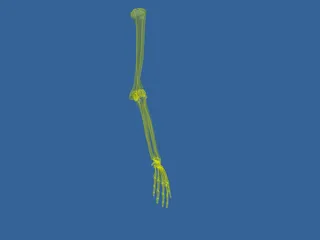 Hand 3D Model