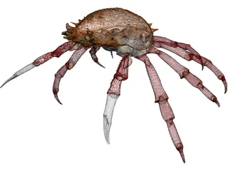Crab (Maia Squinado) 3D Model