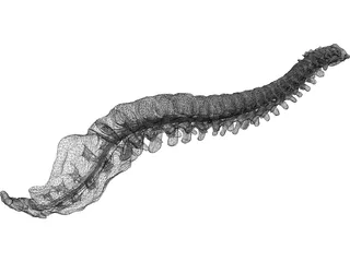 Vertebral Column and Spinal Cord 3D Model