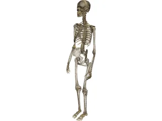 Skeleton Female 3D Model