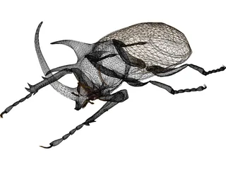 Eupatorus Gracilicornis 3D Model