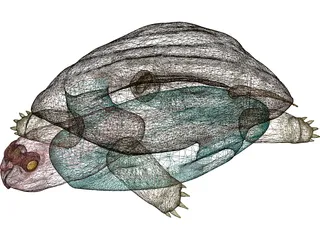 Turtle (Terrapene Ornata) 3D Model
