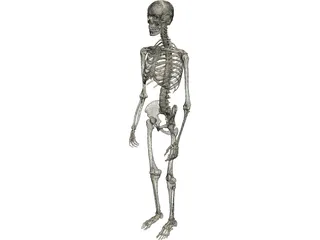 Skeleton Male 3D Model