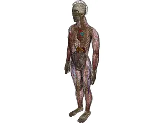 Man with Internal Organs 3D Model