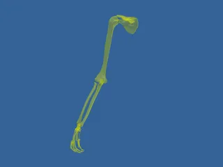 Arm Bone 3D Model