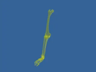 Leg Bone 3D Model