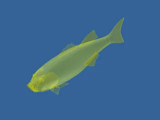 Fish 3D Model