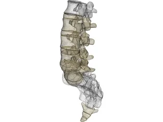 Lumbar Vertebrae Sacrum And Coccyx 3D Model