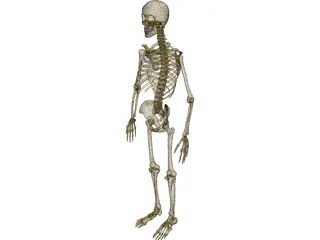 Skeleton Male 3D Model