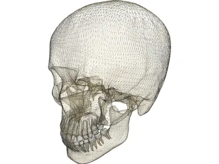 Skull Male 3D Model