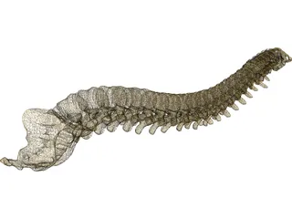 Vertebral Column 3D Model