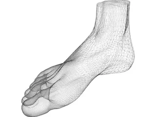 Foot 3D Model