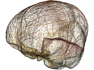 Dura Mater 3D Model