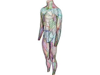 Surface Muscles Male 3D Model