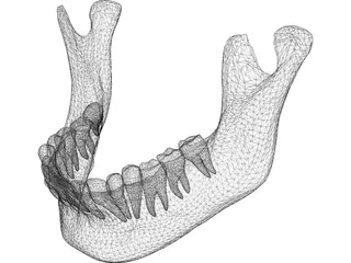 Jaw Lower 3D Model