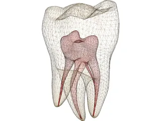 Molar 3D Model