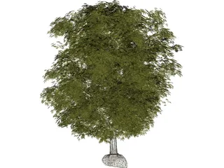 Maple Tree 3D Model