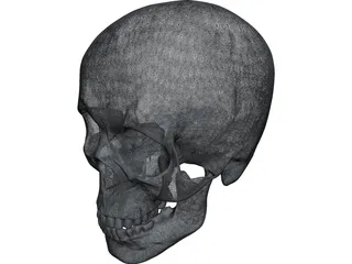 Skull 3D Model