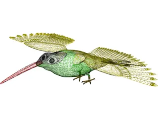 Hummingbird 3D Model